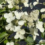 Hortenzia metlinatá (Hydrangea paniculata) ‘DHARUMA’ - výška 20-30 cm, kont. C2L 